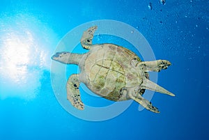 A beautiful sea turtle gliding through the water