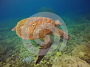 beautiful sea turtle on jikomalamo beach, north moluccas