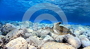 Beautiful sea turtle swimming underwater