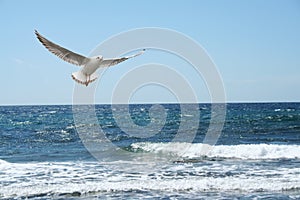 A beautiful seagul