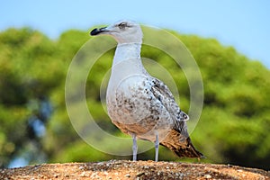 A beautiful seagull