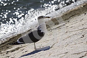 Beautiful seagull on a background of brilliant water.