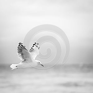 Bird Flying Over Ocean Black and White