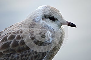 Beautiful seagull closeup profile