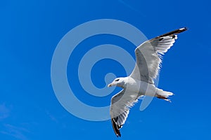 A beautiful seagull flies in the sky of Naples