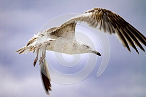 Beautiful seagull flies in the sky under the clouds over the sea. A white bird flies on the beach under the clouds