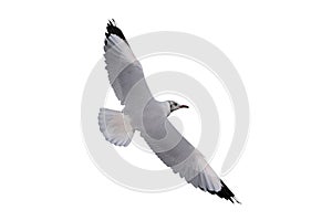 Beautiful seagull flying isolated on white background with clipping path.