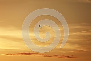 Beautiful Seagull flying on the sunset orange sky background