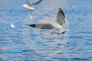 Beautiful seagull hovering over the water