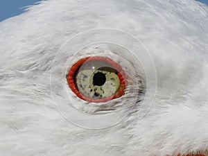 beautiful seagull with piercing terrifying eyes aggressive look