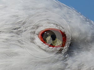 beautiful seagull with piercing terrifying eyes aggressive look