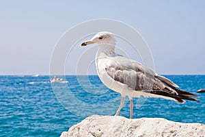 Beautiful seagull rests alone on the stone