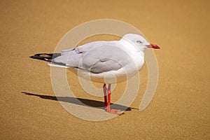 Beautiful seagull at the sandy beach