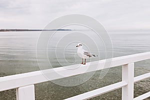 Beautiful seagull is sitting in port area. Seabird closeup, in a harbor. Gull standing on the fence on blurred