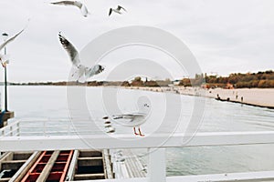 Beautiful seagull is sitting in port area. Seabird closeup, in a harbor. Gull standing on the white fence on blurred