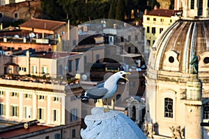 Beautiful Seagull Squawking in Rome
