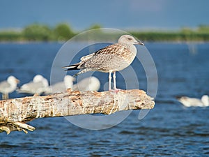 A beautiful seagull standing on a lake in the Danube Delta, Romania photo