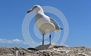 Beautiful seagull standing on rocks photo