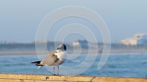 Beautiful seagull on a wooden railing looks around and spreads wings to begin dive down to water, with background of sea waves and