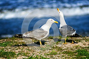 Beautiful seagulls on the shore near the sea in sunlight