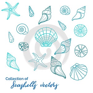 Beautiful sealife s, collection of various clam, starfish, snail, urchin - great for underwater and miritim designs, fashion