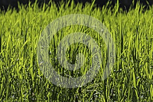 Beautiful seamless border horizontal texture of green Creeping Wild Rye grass is in summer