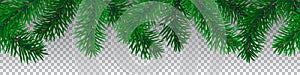 Beautiful seamless coniferous tree branches on transparent background vector