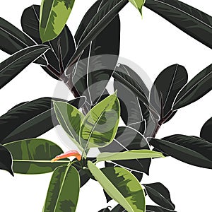 Beautiful seamless floral pattern background with tropical dark and bright ficus elastica.