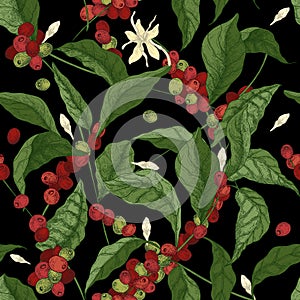 Beautiful seamless pattern with coffea or coffee tree branches, leaves, blooming flowers and fruits on black background photo