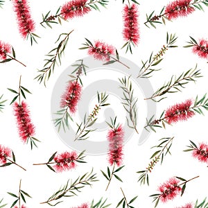Watercolor australian callistemon seamless pattern photo