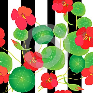 A beautiful seamless pattern with orange nasturtiums on a background of black and white stripes.