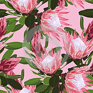 Beautiful seamless pattern of Tropical protea flowers, jungle leaves, exotic print.