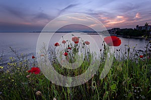 Beautiful Seascape. Magnificent spring sunset in a field of poppies. Burgas, Bulgaria. Black Sea.