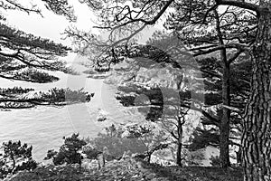 Beautiful seascape with pine trees near peninsula Gamow, Russia, Primorsky krai