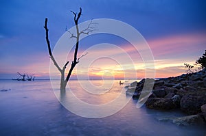 Silhouette lonely mangrove tree over stunning sunset background