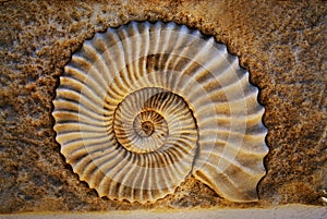 Beautiful seashell photo