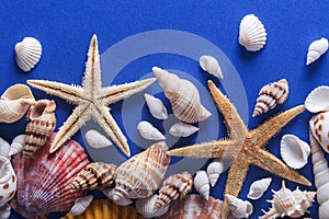 Beautiful Seashell Background