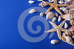 Beautiful Seashell Background