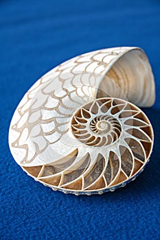 Beautiful seashell on blue background photo