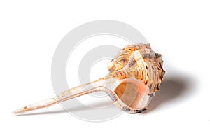 Beautiful seashell, isolated on white background. Close up, sea shell macro.