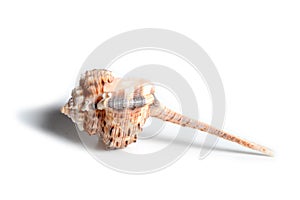 Beautiful seashell, isolated on white background. Close up, sea shell macro, shadow