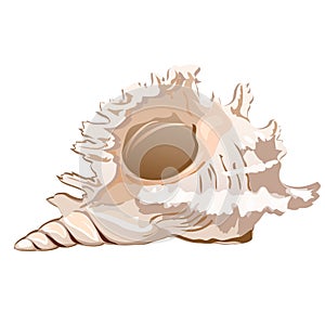 Beautiful seashell murex ramosus or Chicoreus ramosus isolated on a white background. The object of conchology