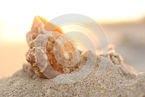 Beautiful seashell on pile of sand at sunrise