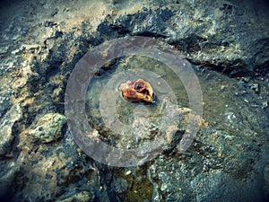 Beautiful  seashell on rocks. Marine life. photo