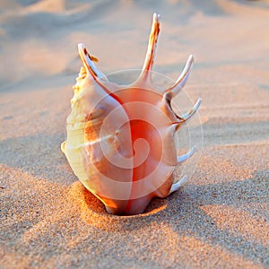 Beautiful seashell on the sand at the beach.. Romantic summer vacation concept. Summer wallpaper or background