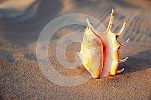 Beautiful seashell on the sand at the beach.. Romantic summer vacation concept. Summer wallpaper or background