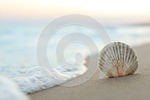 Beautiful seashell on sandy beach at sunrise. Space for text