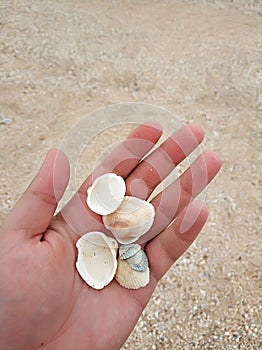 Beautiful seashells on the beach