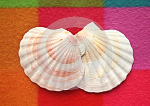 Beautiful seashells on a colored background