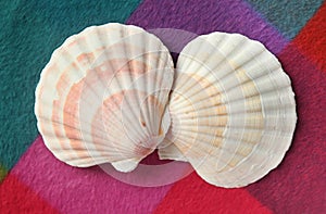 Beautiful seashells on a colored background